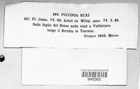 Puccinia buxi image